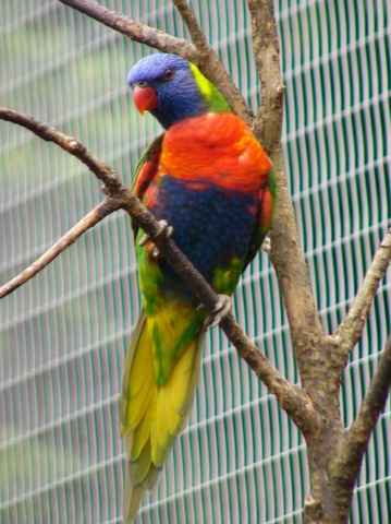 Rainbow Lorikeet